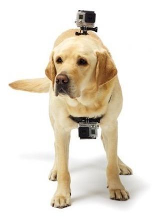 Suporte Peitoral Canino GoPro - ADOGM-OQ1 Acessório GoPro 